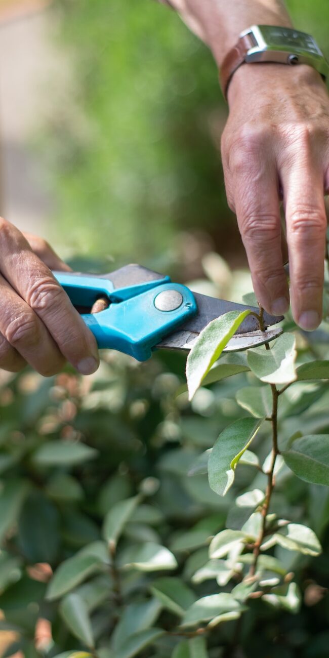 pruning